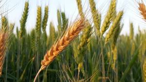wheat-3223040_640-1-1_02060627.jpg